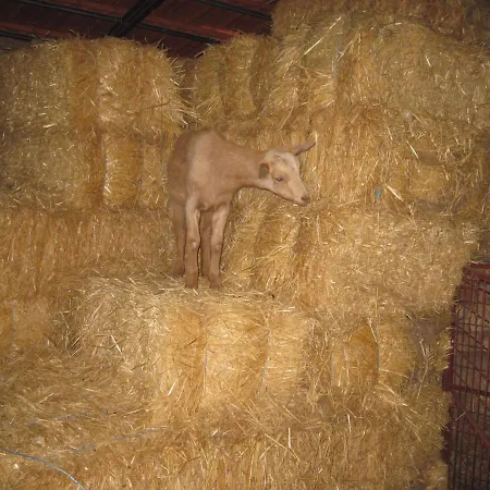 A Queijaria