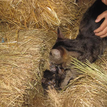 A Queijaria 招待所 Barreira (Norte)