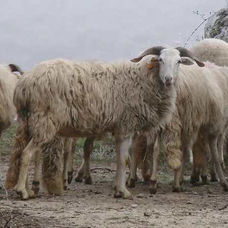 A Queijaria 招待所 Barreira (Norte)