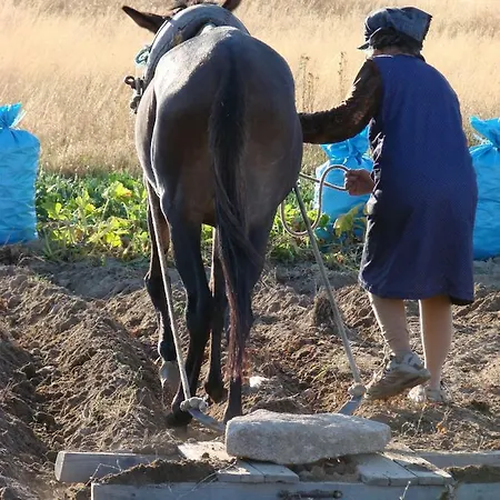 A Queijaria Barreira (Norte)