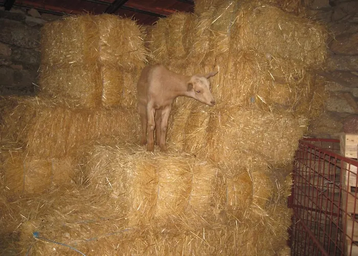 A Queijaria