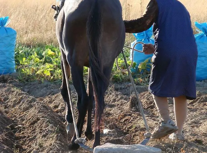 A Queijaria Barreira (Norte)
